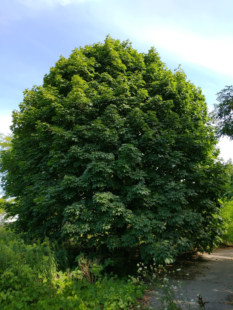 A mature Norway Maple tree standing upwards of 30 feet tall. It looks somewhat bushy, with masses of branches at all levels of the tree.