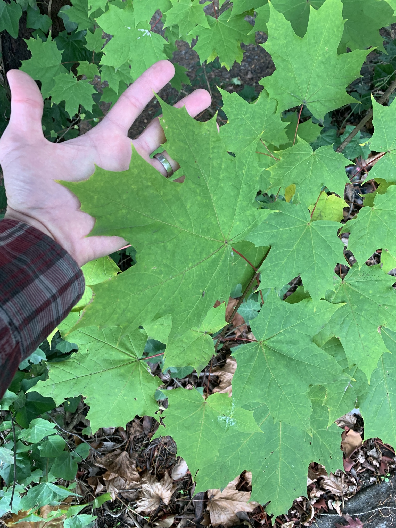 Norway Maple sapling, with a hand held up to the leaf to compare size. Leaves are about the same size as a human hand, and the plant is altogether only a few feet tall at this stage.