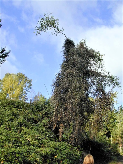 Old man’s beard overtaking a tree in Magnuson park.
