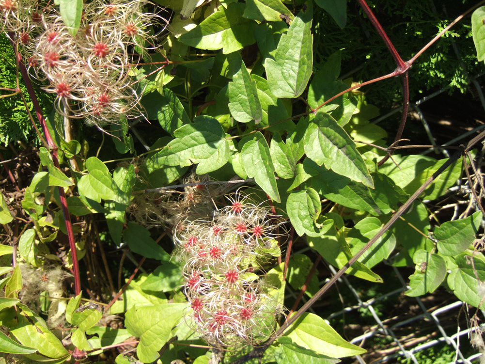 Old man’s beard plant with leaves and early seed heads.