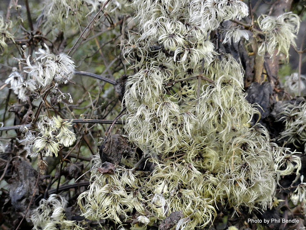 Old man’s beard in the winter with lots of seed heads and very few leaves, overtaking a mature tree.