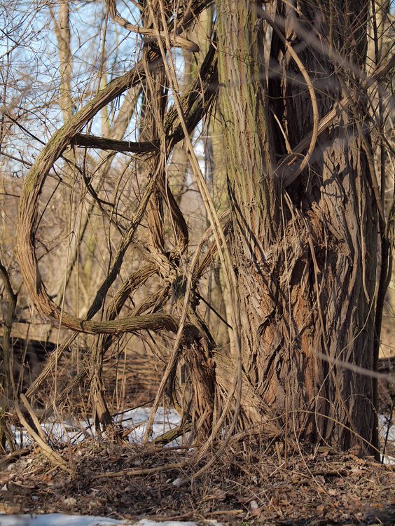 Old man’s beard thick woody vines without leaves or other parts, hanging from a tree.