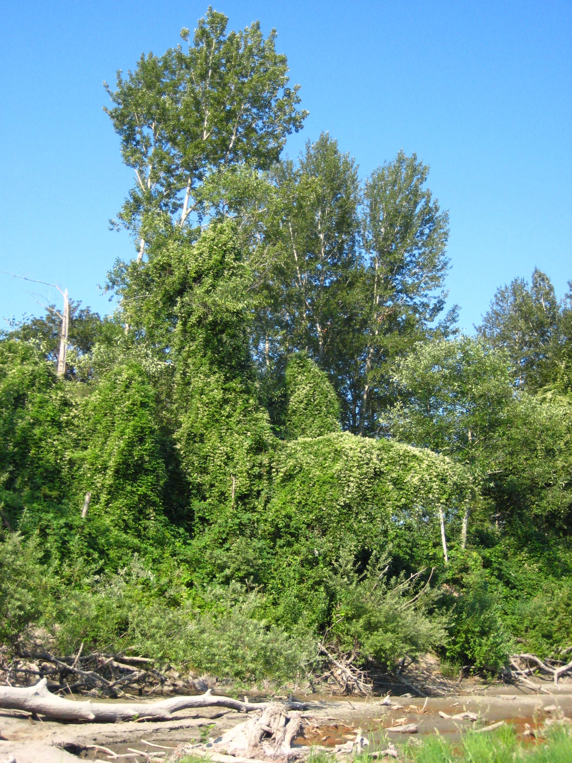 Old man’s beard overtaking trees along the Snoqualmie river.