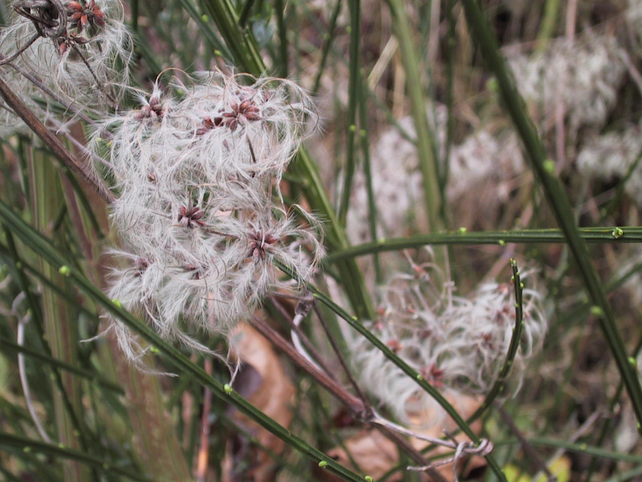 Old man’s beard seeds growing over Scotch broom.