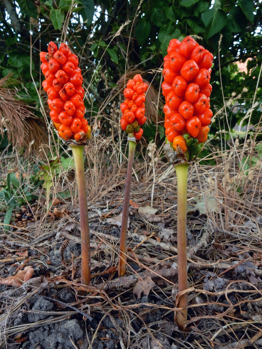 Orange candleflower berries . Photo by Ed Stikvoort from Saxifraga.