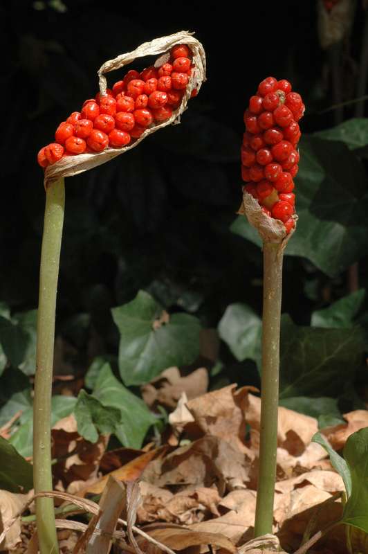 Orange candleflower berries.