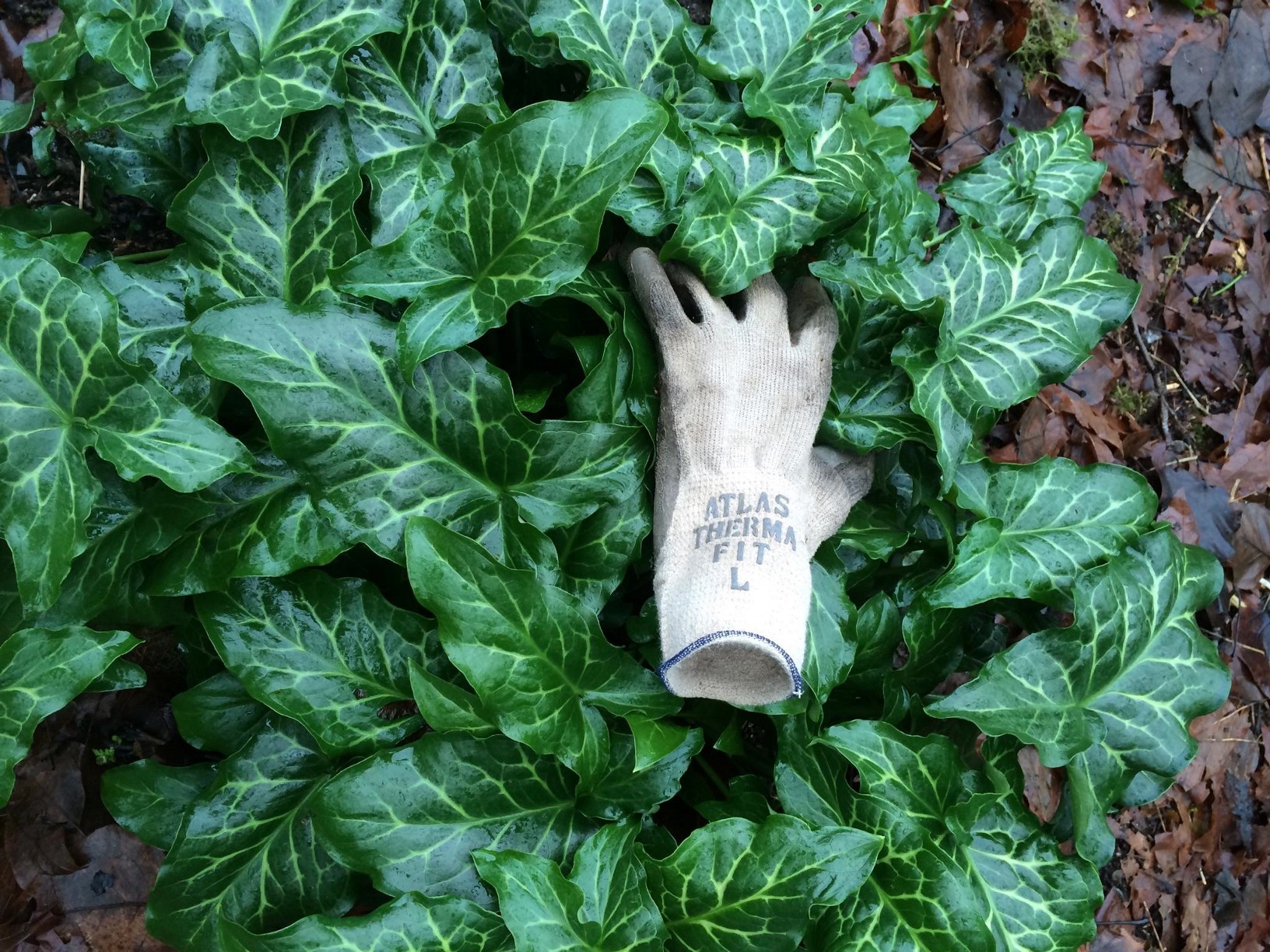 Orange candleflower leaves with a large glove. Photo by Jesse Rogers.