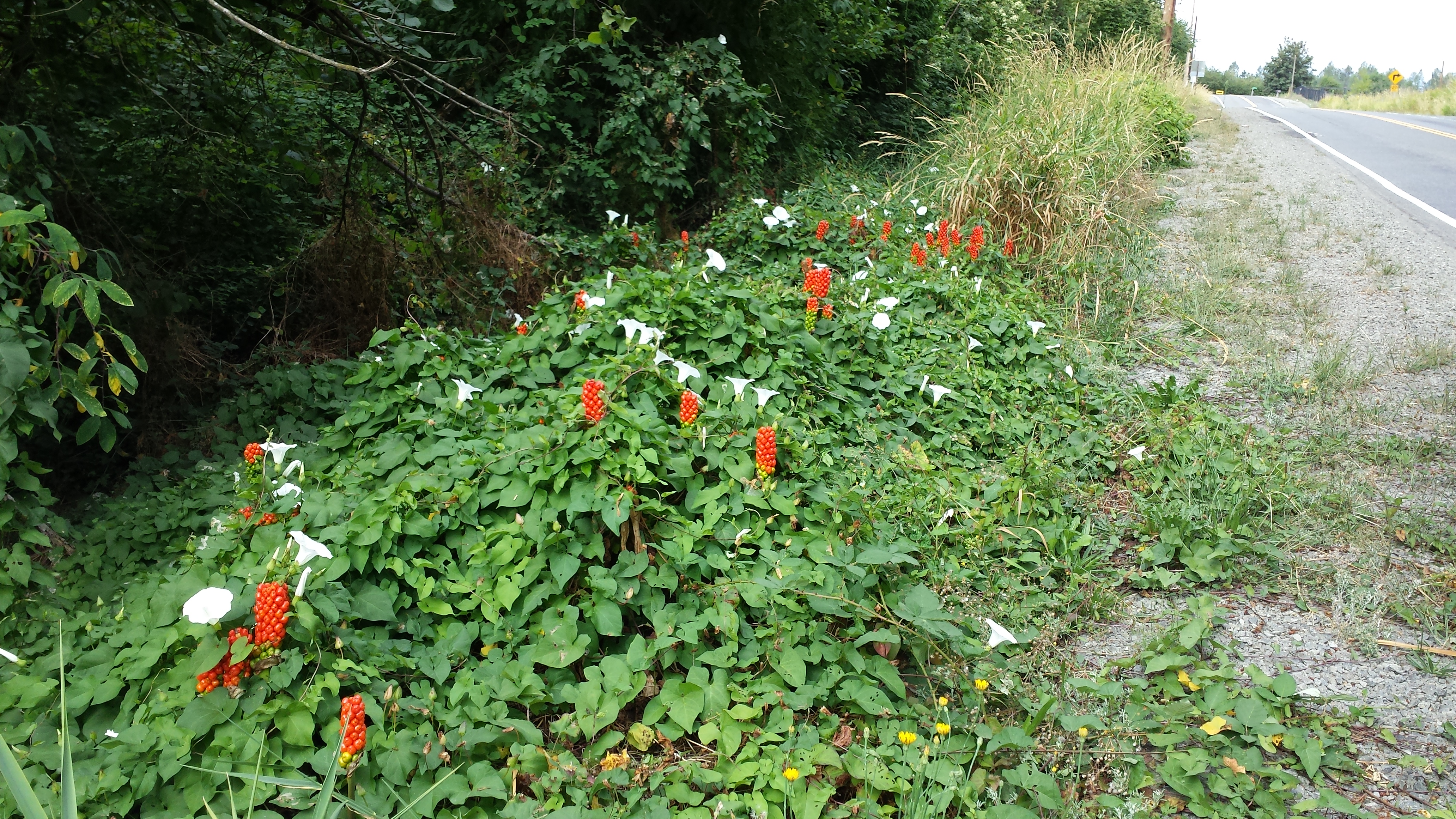 Orange candleflower intermixed with bindweed. The red berries are visible through the bindweed growth. Photo by R. Brunskill.