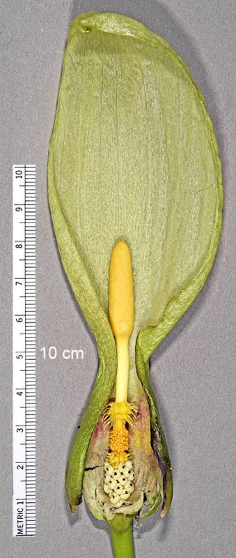 Close up of flower and bract of an orange candleflower. Photo by G. D. Carr, 2017.