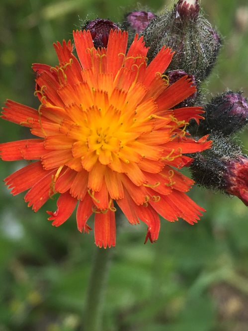 Orange hawkweed flower details, close up.