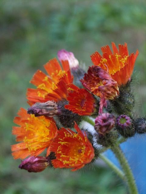 Orange hawkweed flower cluster at the end of a stem.