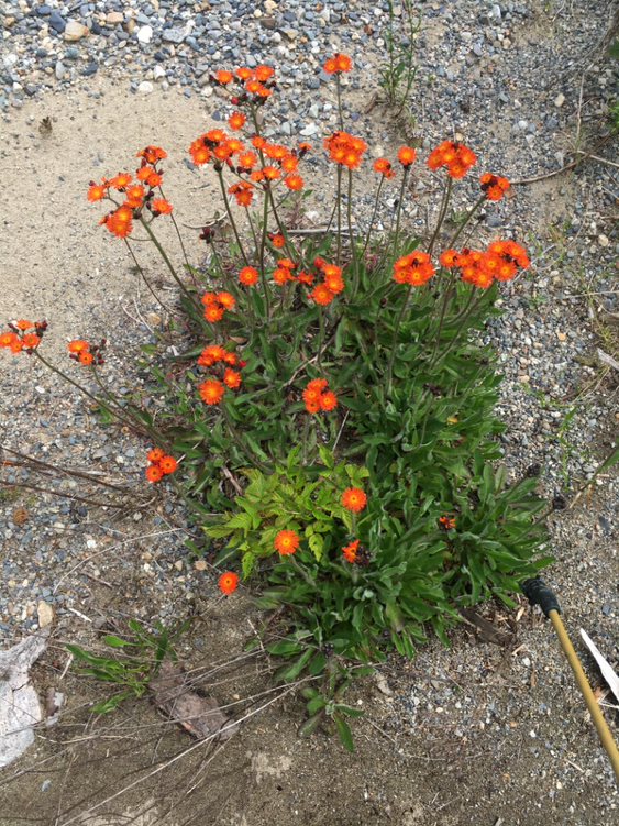 Small cluster of flowering orange hawkweed plants