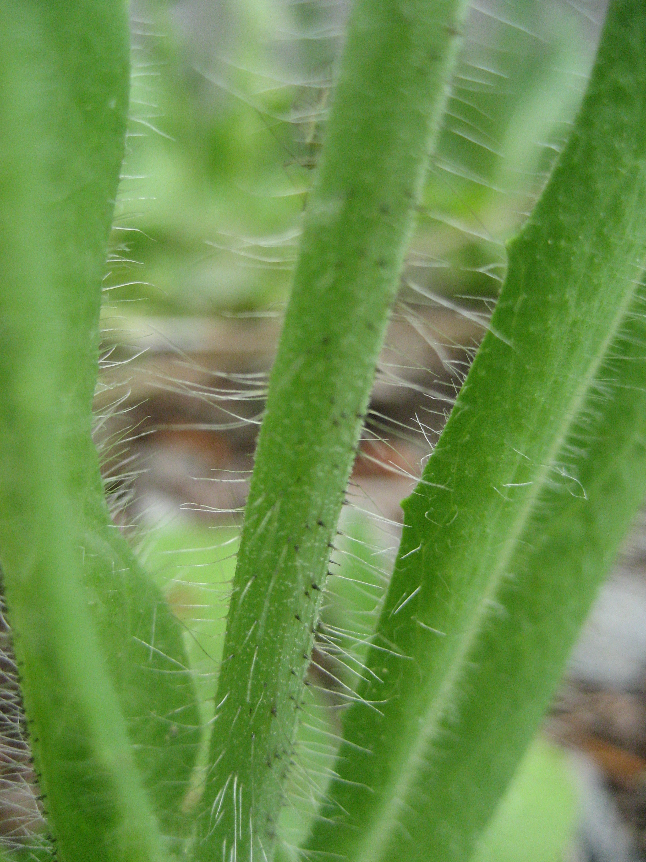 Orange hawkweed stem details showing hair and glands.