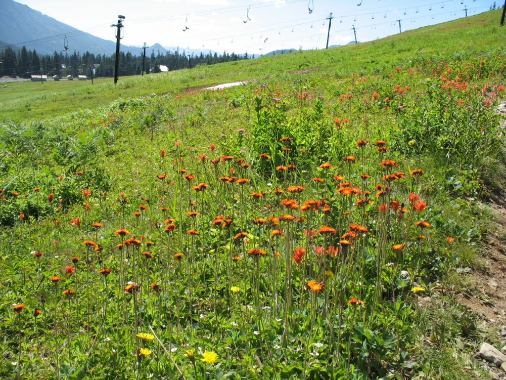 Orange hawkweed infestation in a field along the Snoqualmie pass.