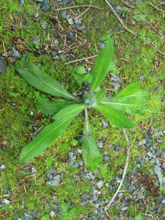 Orange hawkweed single rosette.