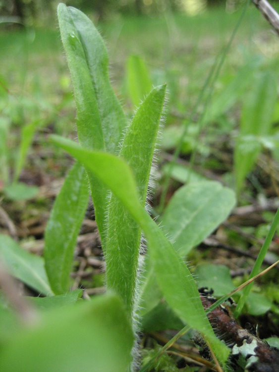 Orange hawkweed young basal leaves close up showing fine hairs.
