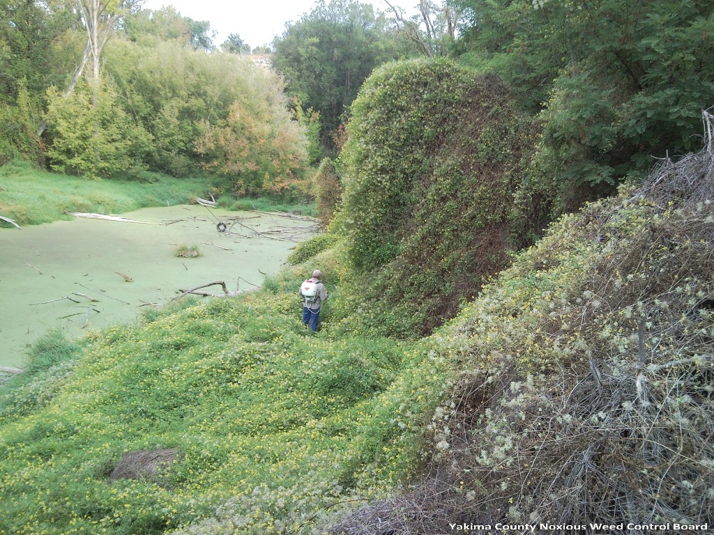 A landscape consisting of large trees and shrubs alongside a mossy green pond. A carpet of greenery with small yellow flowers covers the entire bank, up the slope and over top of tall vegetation, into the trees. A person wearing a backpack sprayer stands on the slope among the infestation.