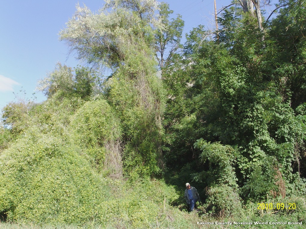 Some trees about 50 feet tall are covered in a carpet of greenery from the ground up to the canopy. No other plants can be seen beneath the mass, and some brown vines are hanging from the pile in places. A person stands at the base of the covered trees.
