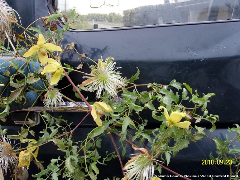 Clematis stems upon a black background are stiff reddish vines with branches opposite each other along the stem. Along these branches are leaves opposite each other. The leaves are elongated with pointed lobes. A few yellow flowers are blooming, and a few seed heads have numerous long, wispy seeds growing in ball-like clusters.
