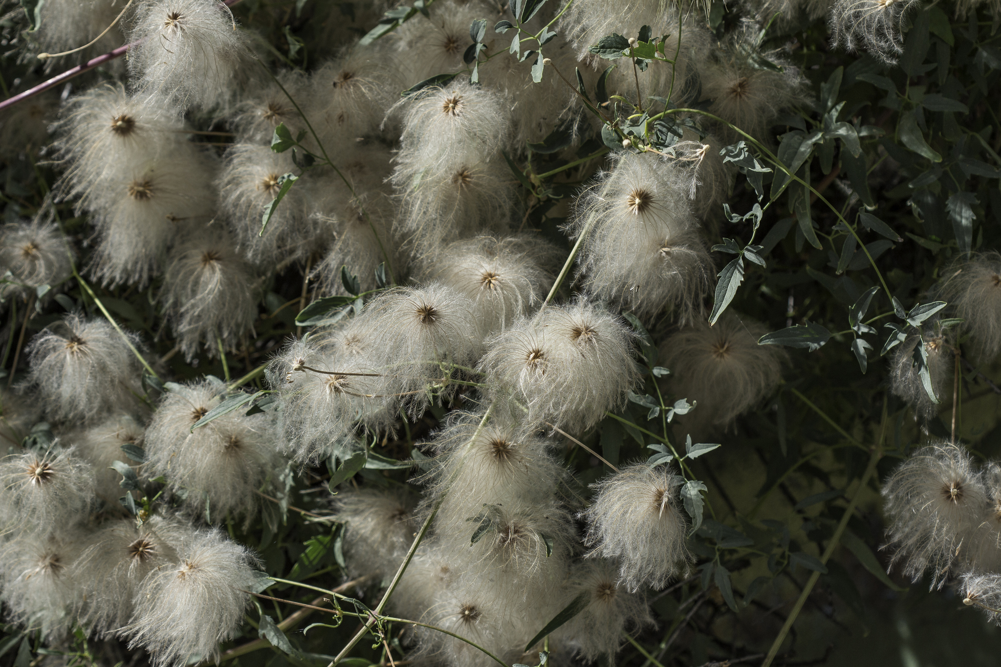 Many white poofs are clustered together with green leaves behind. Each poof is made up of many thin cottony strands that connect at a brown center.