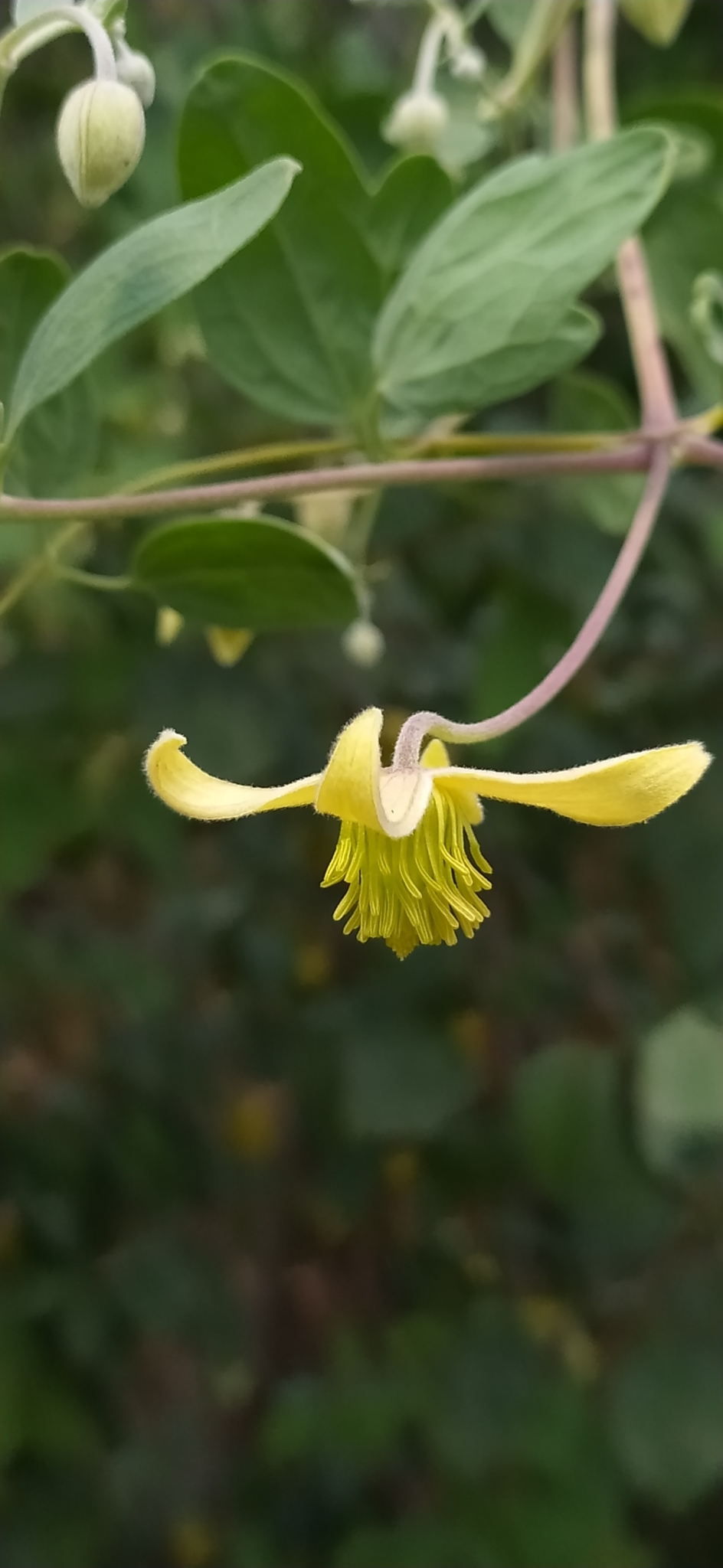 A single flower is blooming upside down at the end of a stem. It is yellow with four long, petal-like sepals that have a fuzzy appearance and curve backward at the tips. In the center are many yellow stamens closely clustered together.