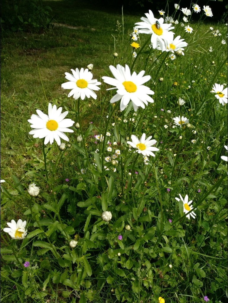 Clump of oxeye daisies in full bloom with bright yellow centers and white petals.