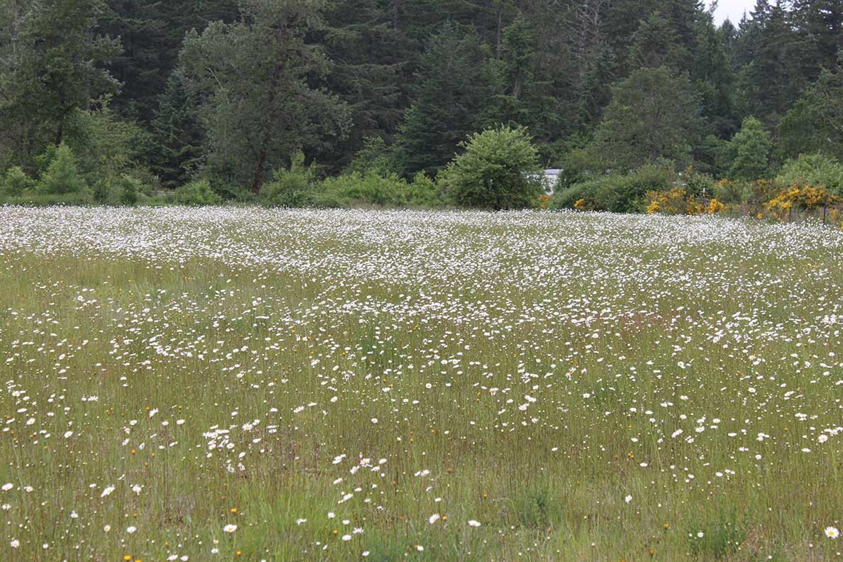 field adjacent to forest, field is covered with the while flowers of the oxeye daisy.