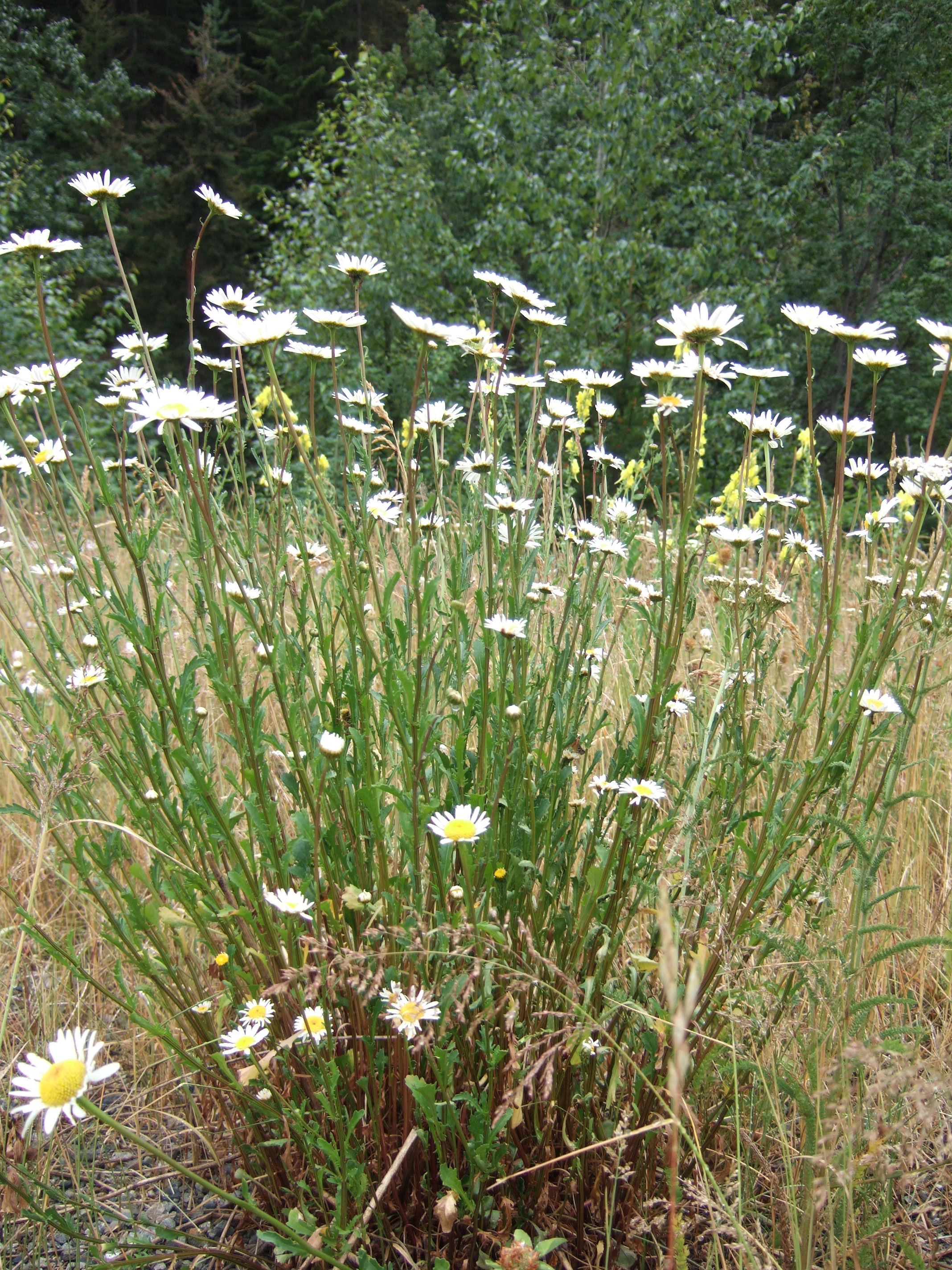 Clump of oxeye daisy as seen from profile with forest in background. Daisy is in full bloom with white flowers.