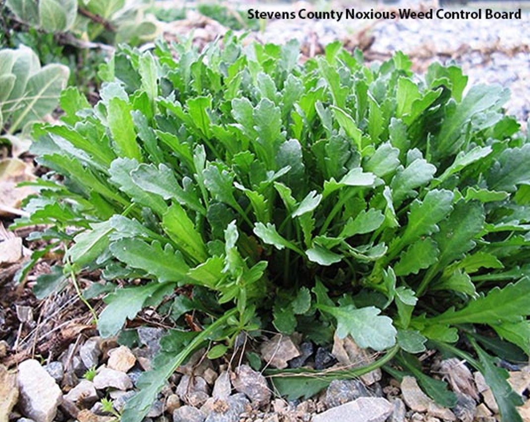 to identify the oxeye daisy plant without flowers, look for clumps of basal leaves in a spatula shape.