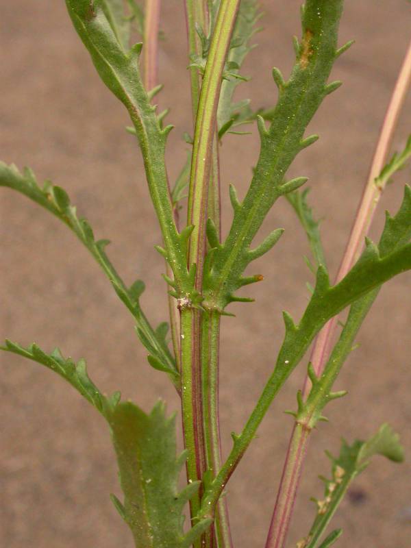Stems with Greenish and redish hues with alternate leaves with spear shapes.