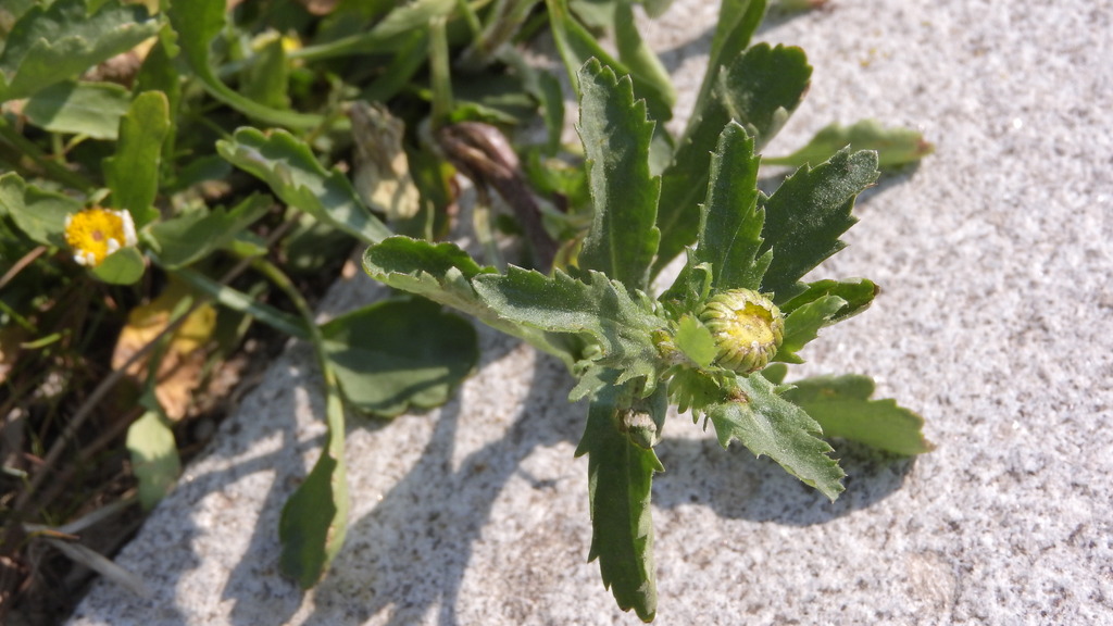 yellow flower bud encased in bracts on the end of a stem covered in small leaves. Background is stone.