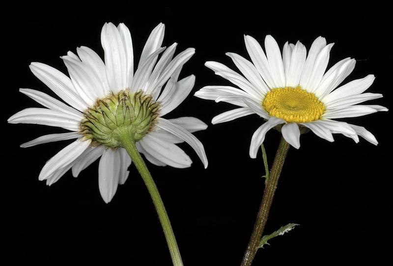 Two flowers of the oxeye daisy, one facing the camera the other facing away from the camera on a black background.