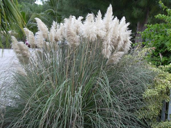 Stand of pampas grass. Many blades of grass emerge from a single point, growing long enough to fall over themselves towards the ground. Characteristic flowerhead plumes, each around 2 feet long, sit at the top of stems 6-8 feet tall.