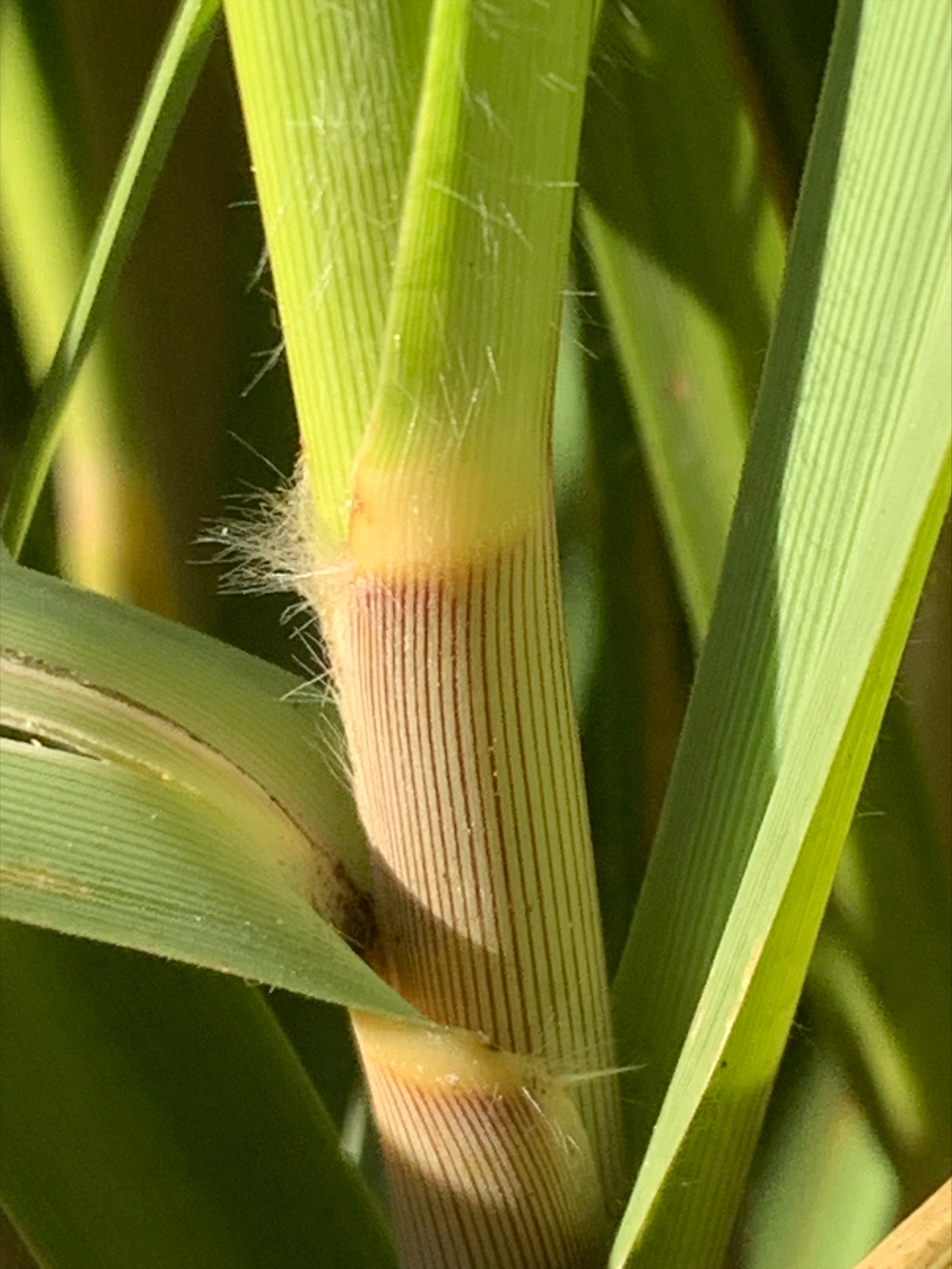 close up of the baser of a stalk where the leaf joins. Very prominent white hairs are present in the ligule of the plant, where the leaf wraps around the sheath at the stalk. Leaves that have not unfurled away from the stalk are covered in rows of thin, parallel brown lines.