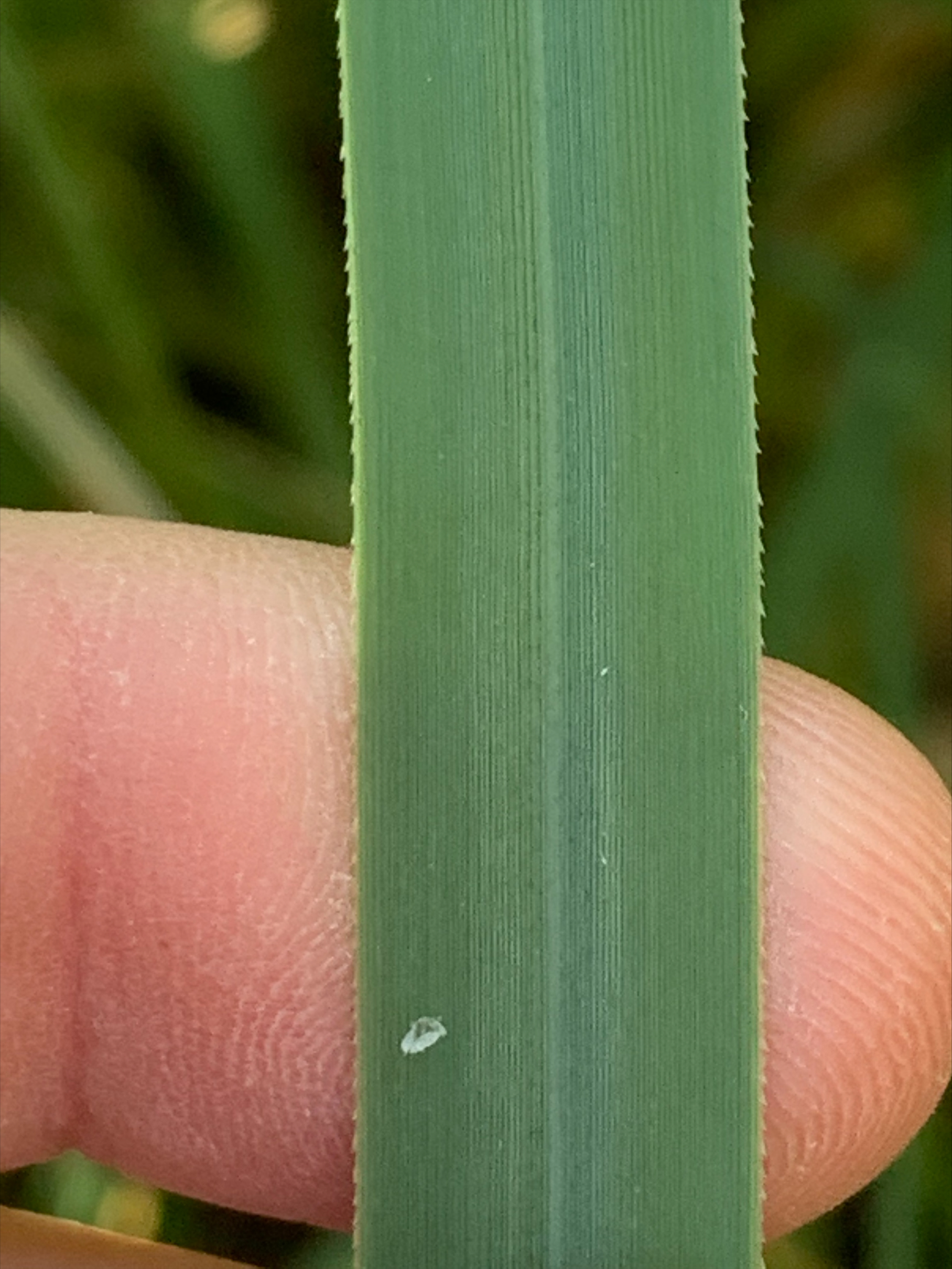 Close up of a leaf. Leaves are a fairly bright green with a darker blue-green streak in the middle. Very small serrations are present on the edge of the leaf.