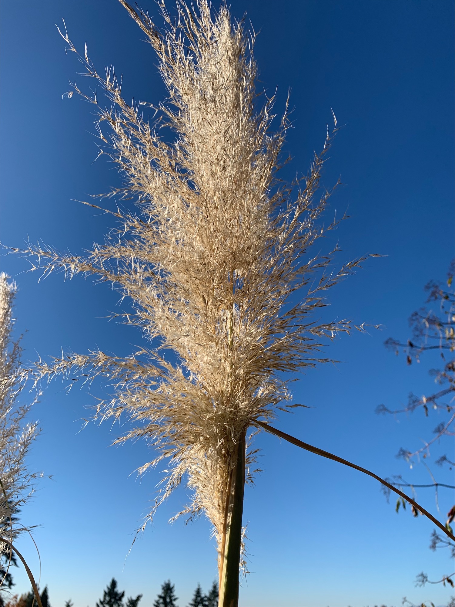 Closer view of a pampas grass flower plume. Dense, fluffy plume is around 2 feet in length and tan in color. Seeds and flowerheads are very small and almost indistinguishable when viewed from a distance, instead appearing as a single large plume.