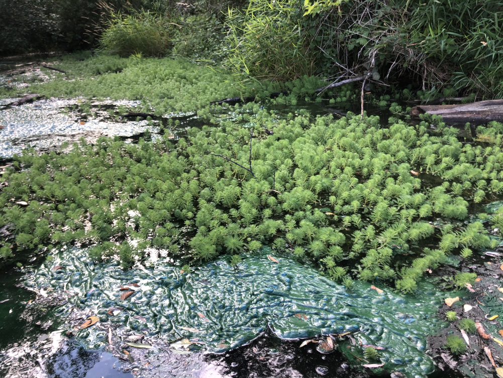 Parrotfeather infestation in Ronald Bog behind a patch of blue-green algae.