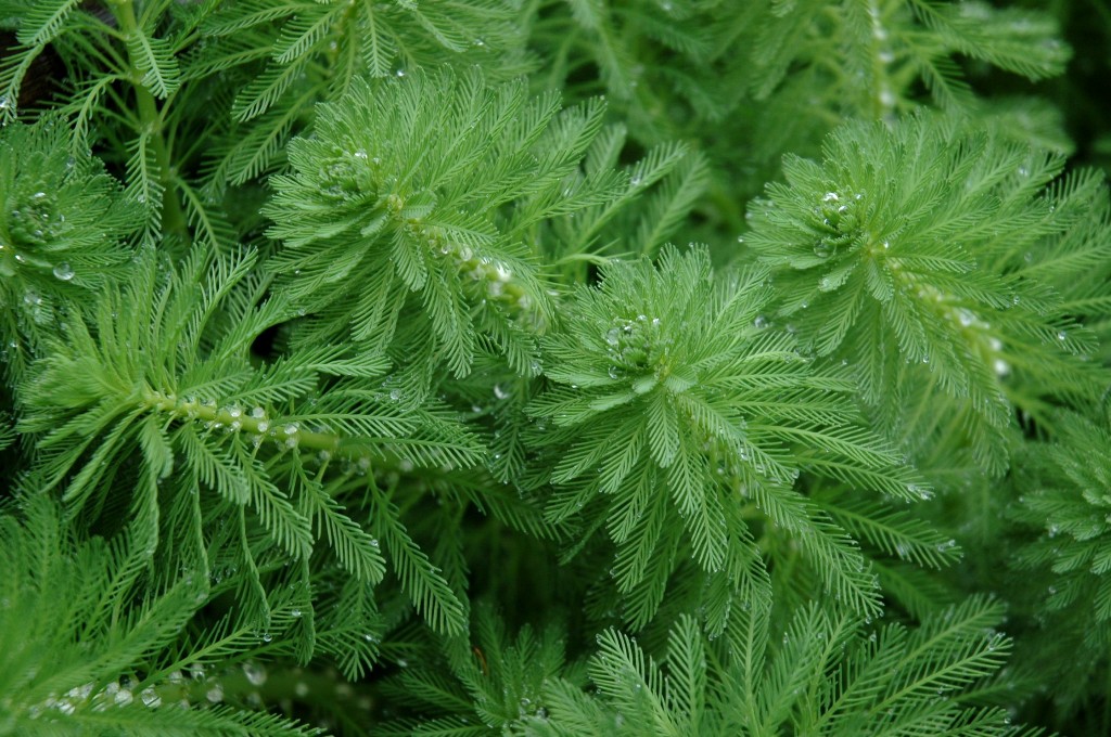 Photo of parrotfeather, close up