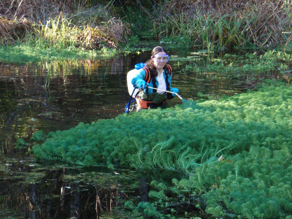 Parrotfeather and Ludwigia water primrose infestation crowding a waterway.