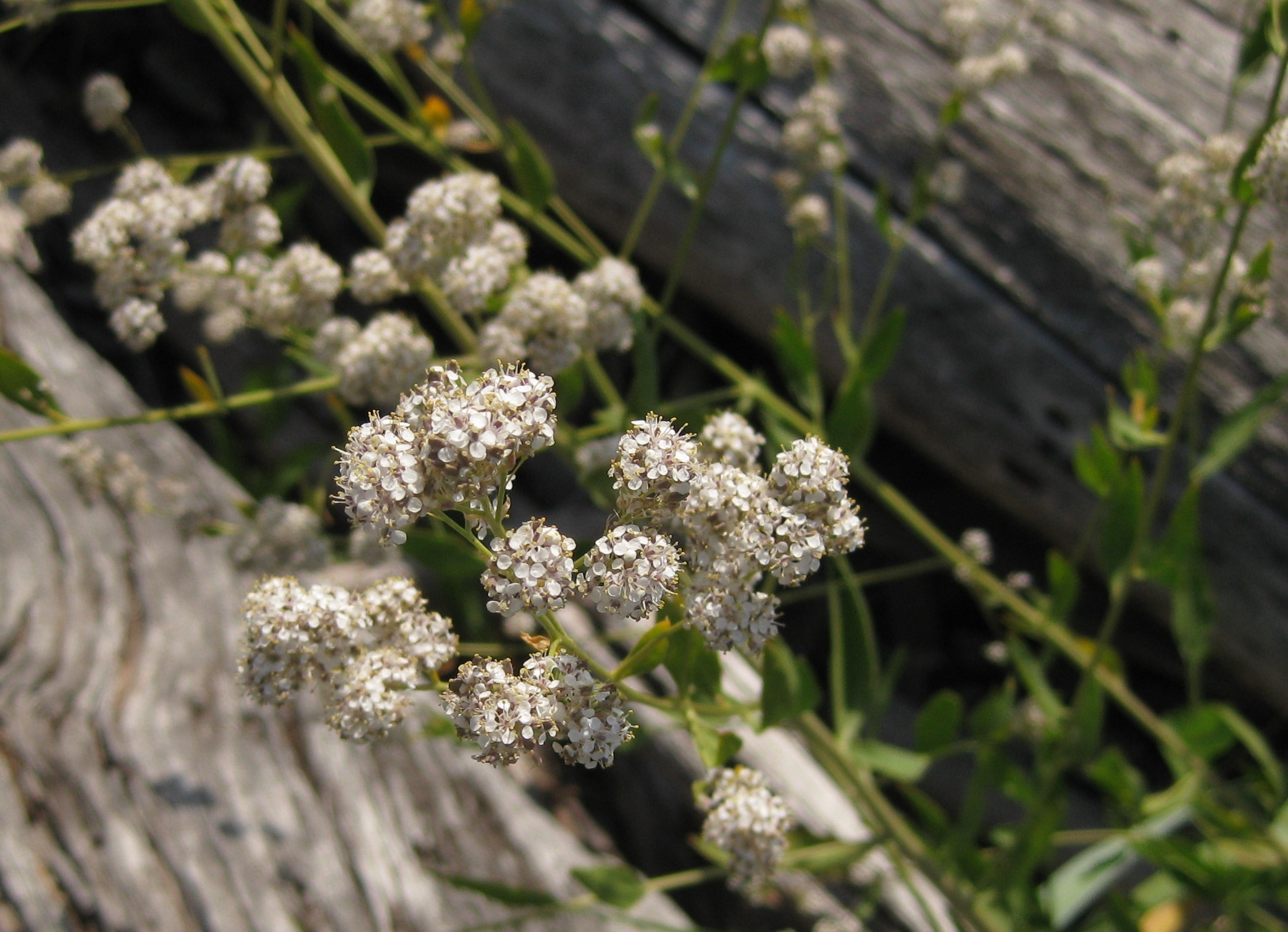 Perennial pepperweed flower clusters, close up.