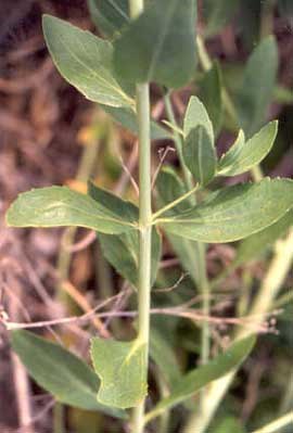 Perennial pepperweed stem and leaves, close up.