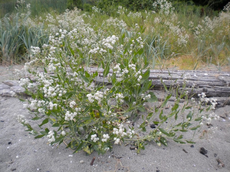 Perennial pepperweed plant.