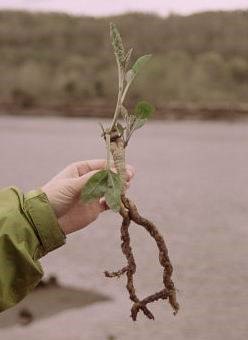 Perennial pepperweed regrowth: big root, small plant. This is why it’s important to remove the root when pulling this plant.