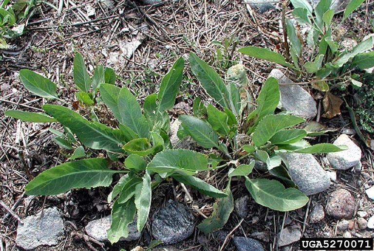 Perennial pepperweed first year rosettes.