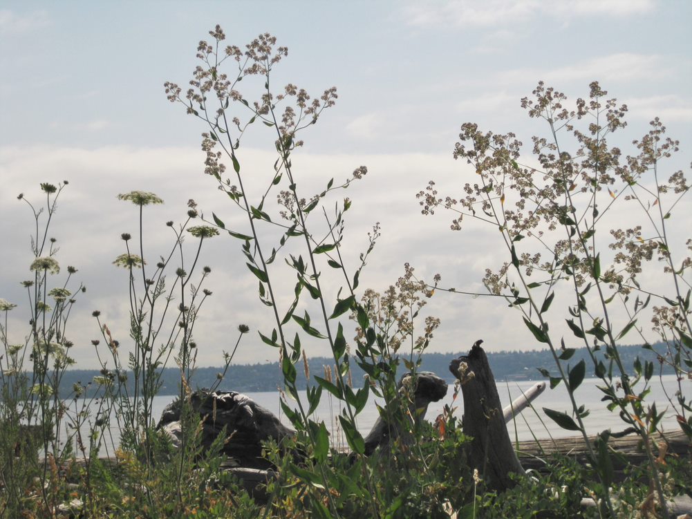 Silhouettes of perennial pepperweed plants on the beach showing their second year shape in flower.