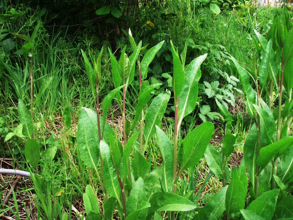 Young perennial pepperweed plants.