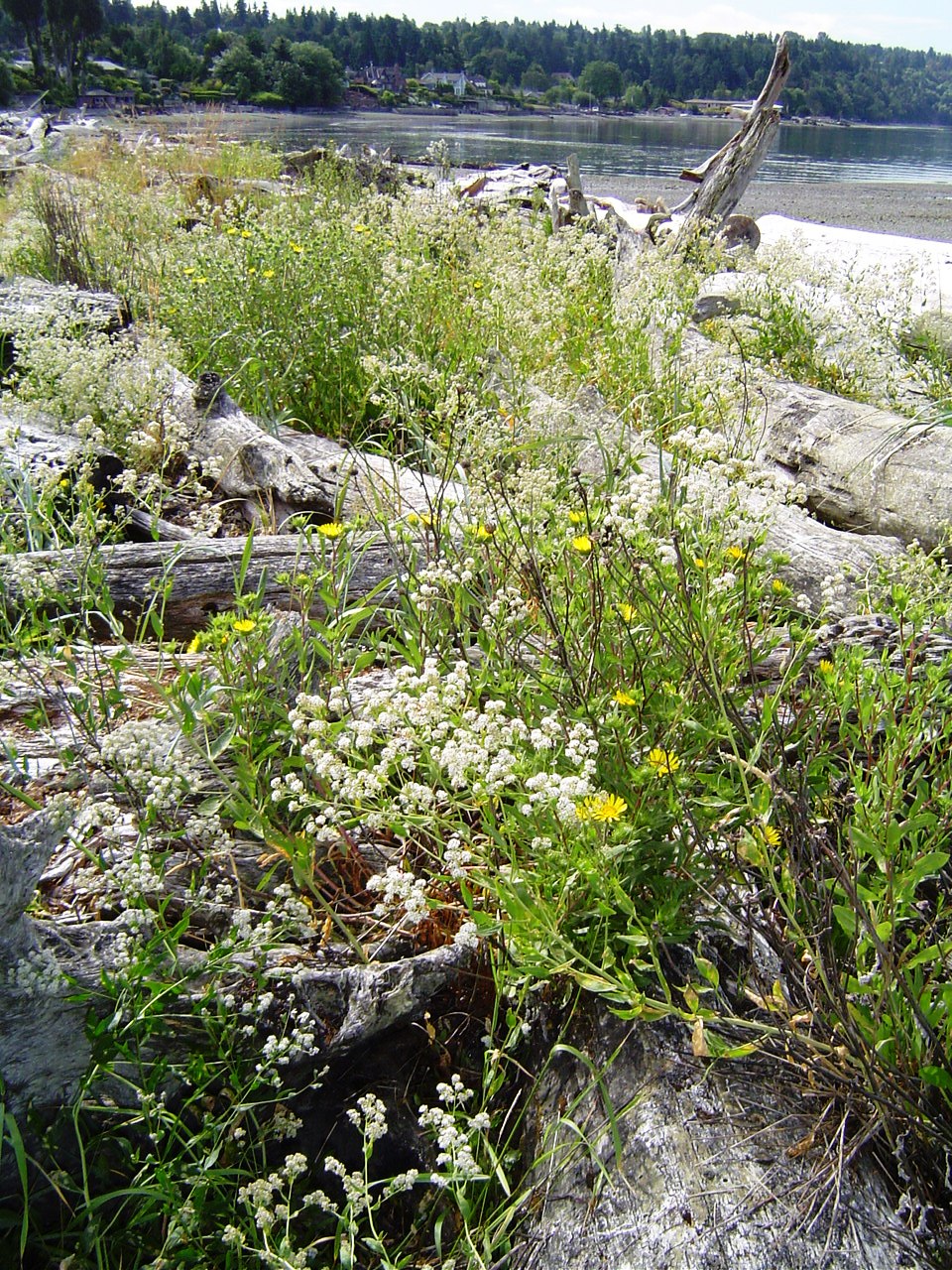 Perennial pepperweed infestation on Vashon island. This plant can take over entire shorefronts if not controlled.