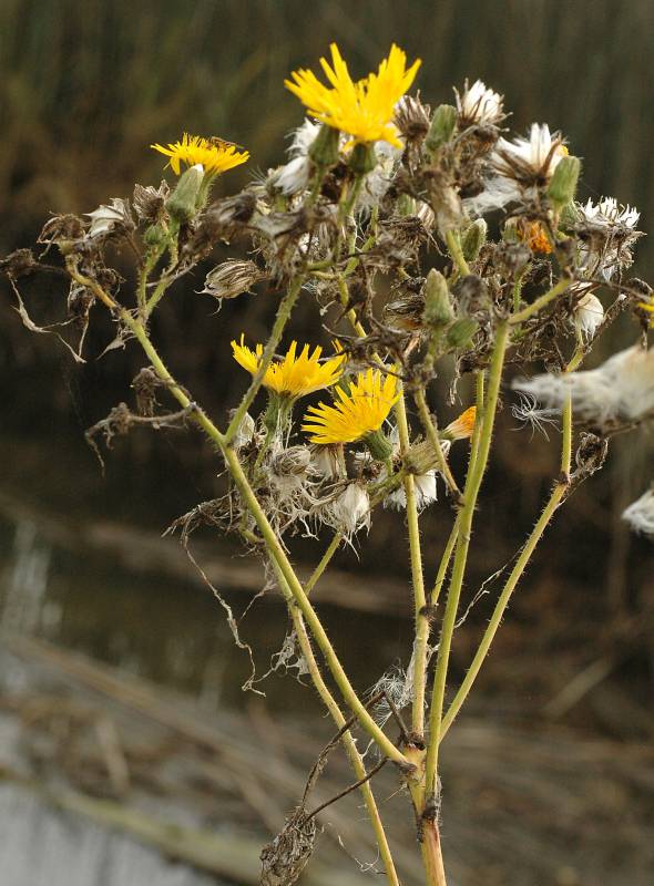 Perennial sowthistle. Photo by Ben Legler, 2005.