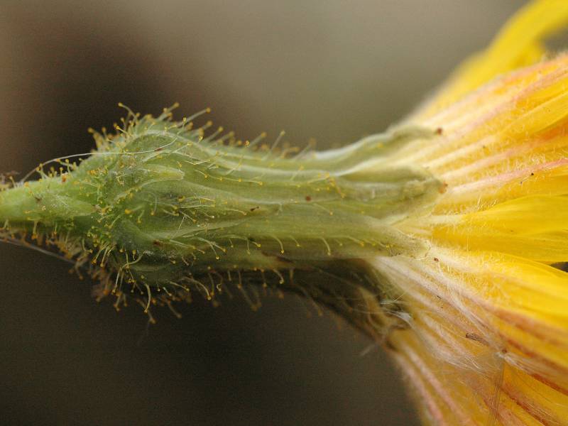 Perennial sowthistle flowerhead bracts and hairs with glands. Photo by Ben Legler, 2005.