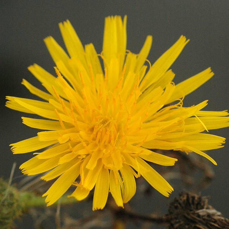 Perennial sowthistle flowerhead. Photo by Ben Legler, 2005.